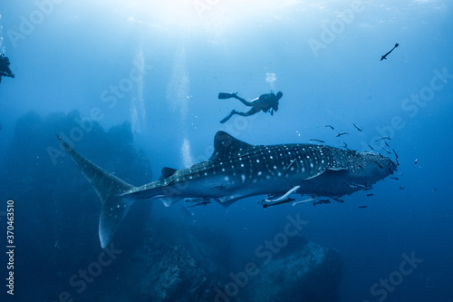Photo giant Whale shark swimming underwater with scuba divers