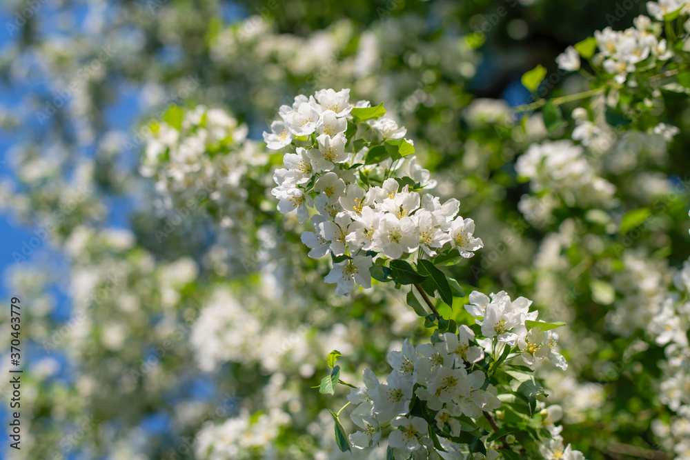Branch of a blossoming apple tree Branch of a blossoming apple tree