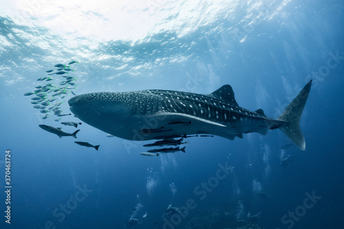 Konstfotografi giant Whale shark swimming underwater with scuba divers