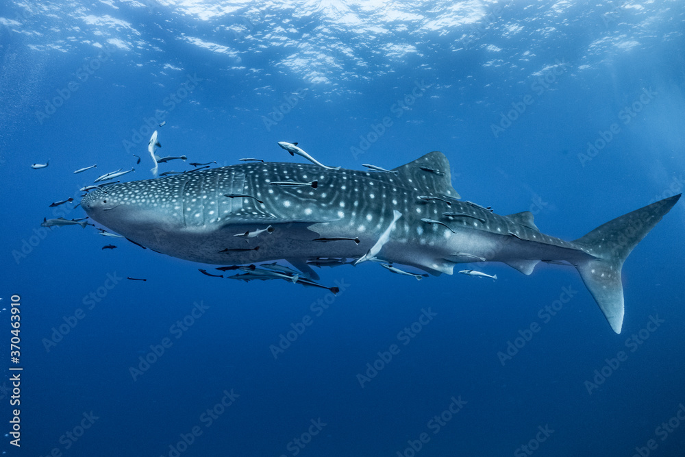 Naklejka premium giant Whale shark swimming underwater with scuba divers