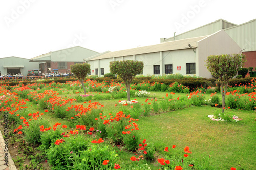 garden with flowers