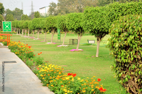 garden with flowers