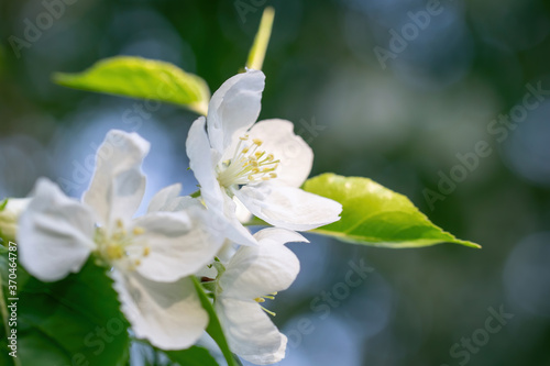 Fototapeta Naklejka Na Ścianę i Meble -  Branch of a blossoming apple tree