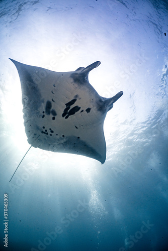beautiful Manta Ray underwater with scuba divers