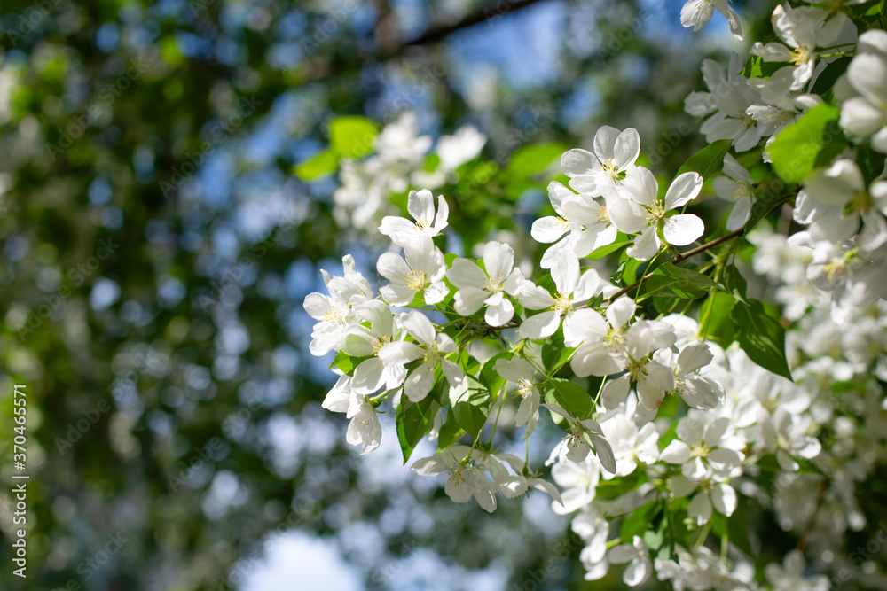 Branch of a blossoming apple tree Branch of a blossoming apple tree