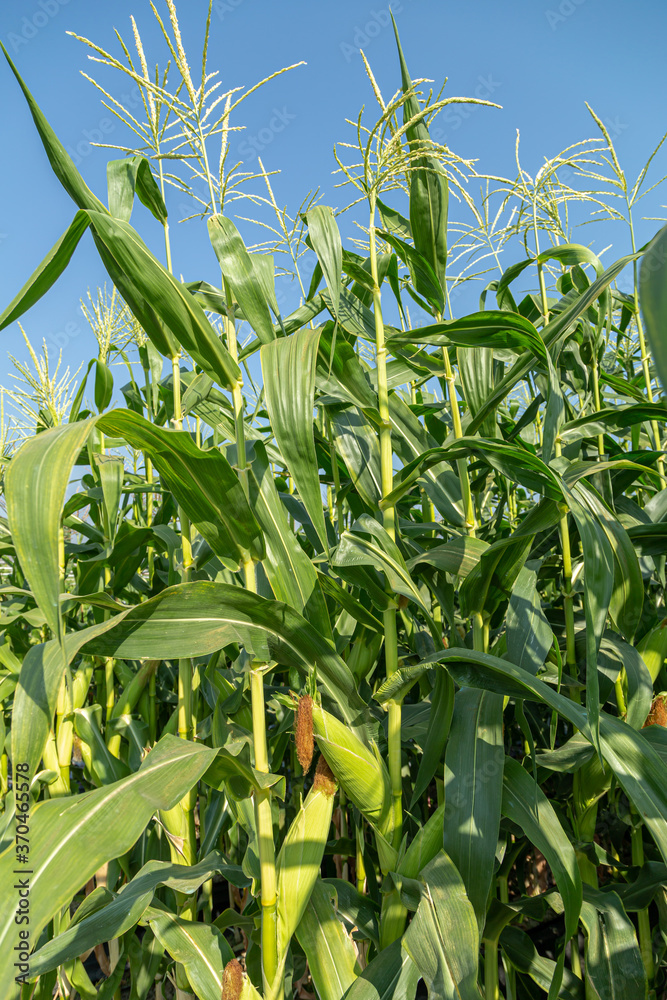 corn field ready to harvest
