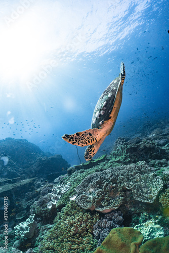Fototapeta Naklejka Na Ścianę i Meble -  Hawksbill turtle underwater swimming on coral reef scuba diving