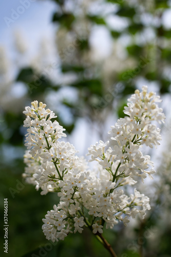 Branch of blossoming white lilac in the garden. © Grigoriy Lukyanov