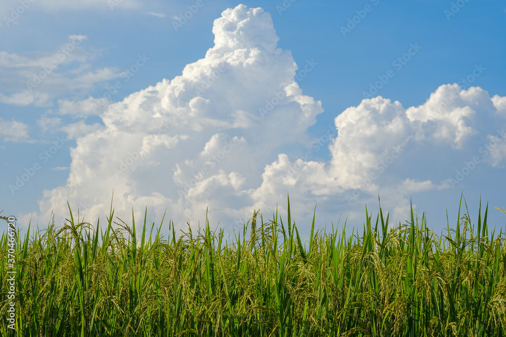 Rice grown in the mountains of northern Thailand has a sky background. Rice grown in the mountains of northern Thailand has a sky background.