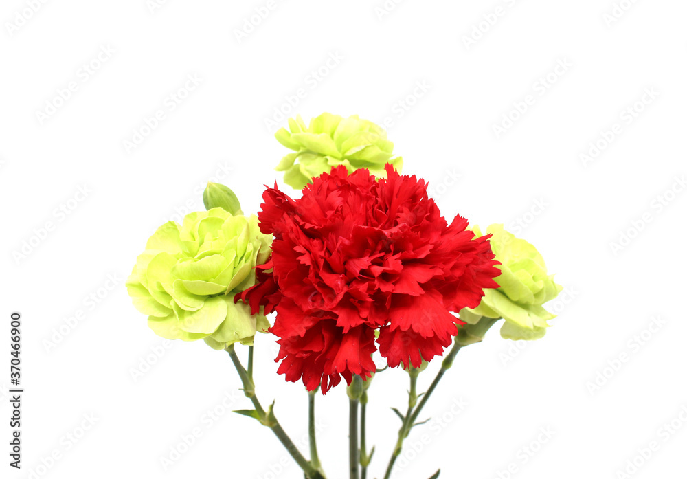 red and green carnation isolated in white background red and green carnation isolated in white background