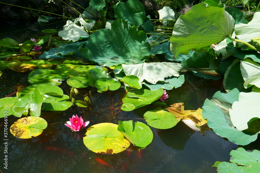 Lotus, water lilies in a pond on a sunny day Lotus, water lilies in a pond on a sunny day