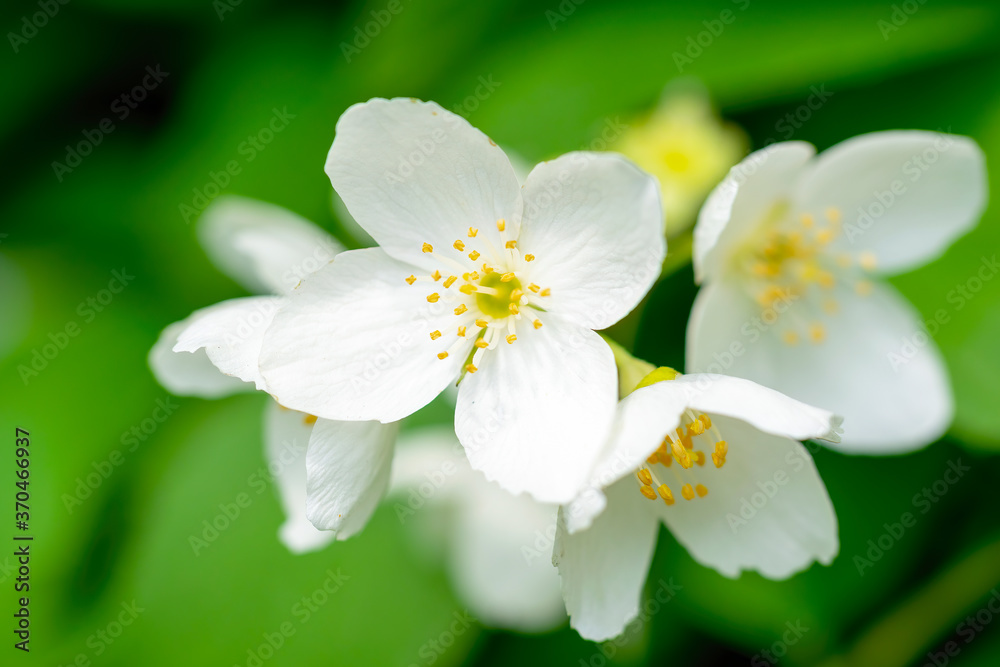 Twig with white jasmine flower in spring
