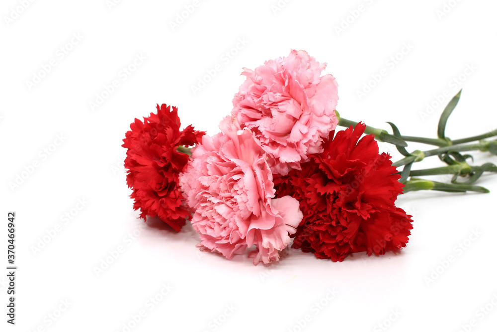 carnation flower isolated on white background
