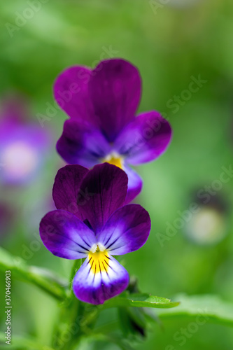 Purple violet flowers