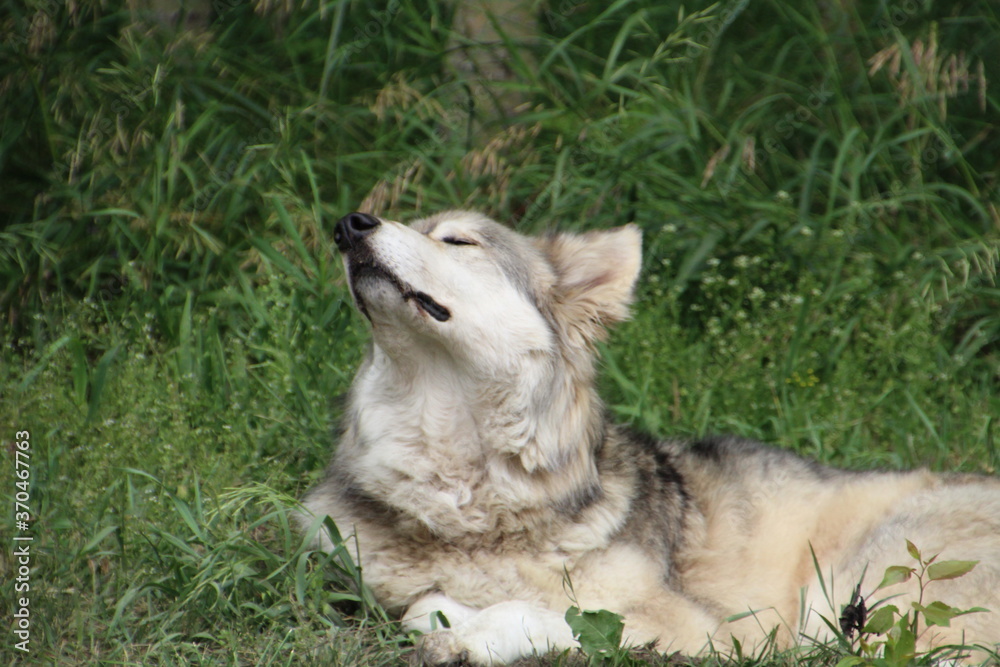 Loki In The Grass, Yamnuska Wolfdog Sanctuary, Cochrane, Alberta Loki In The Grass, Yamnuska Wolfdog Sanctuary, Cochrane, Alberta