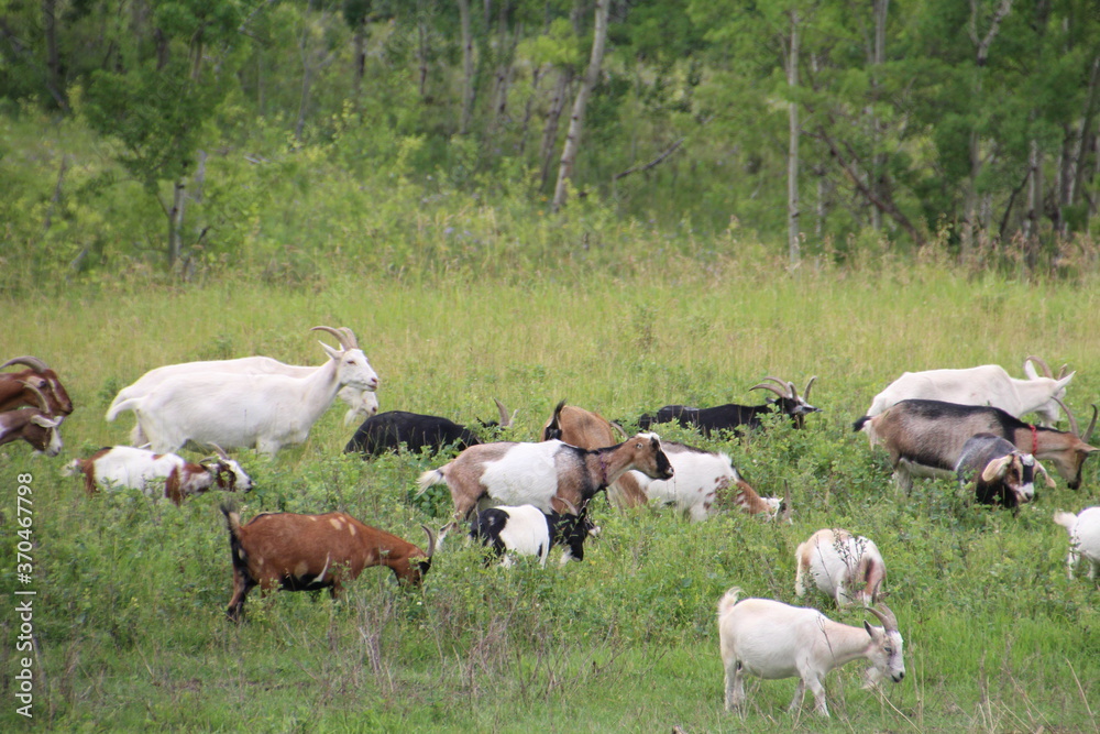 Goats In The Field, Yamnuska Wolfdog Sanctuary, Cochrane, Alberta