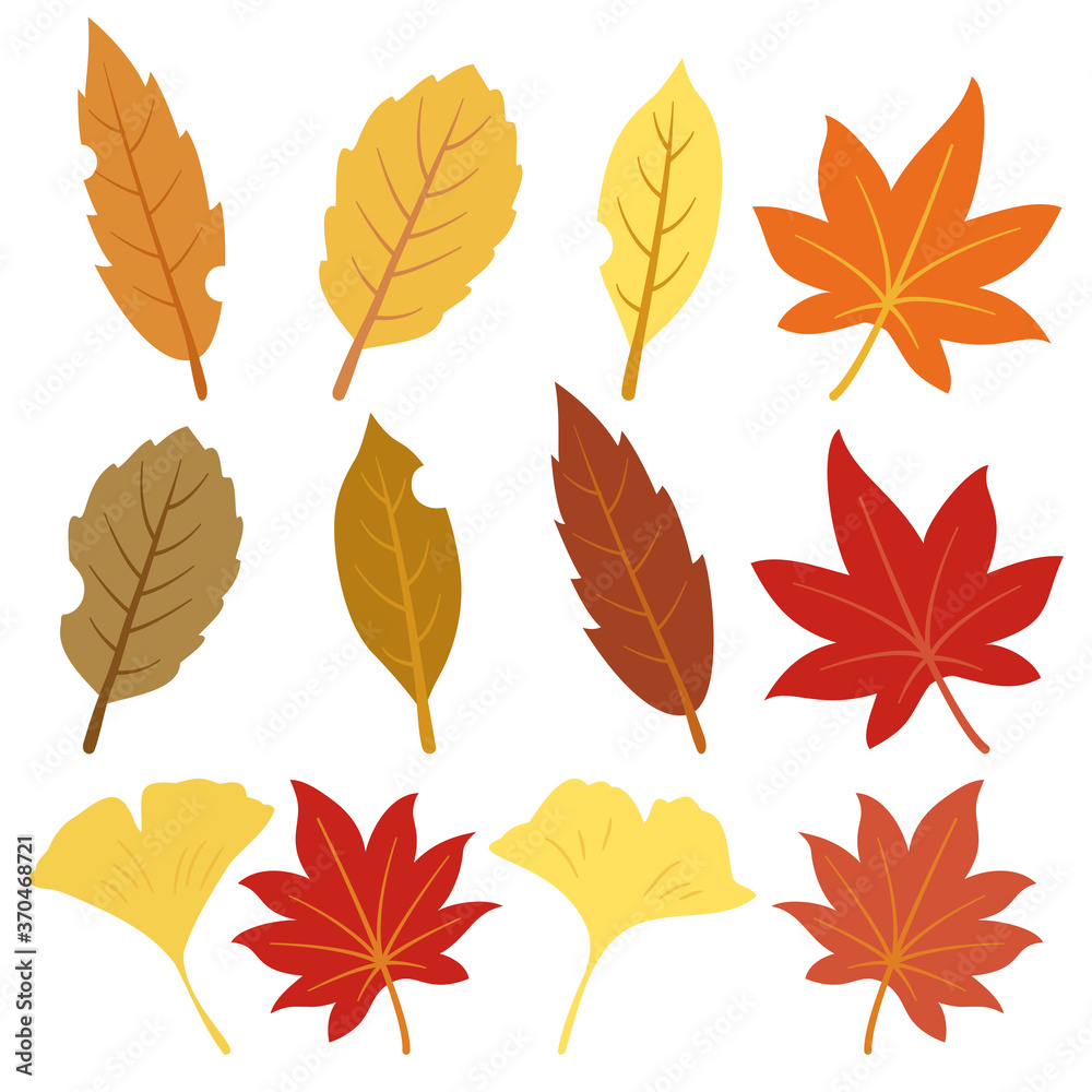 Autumn leaf collection Autumn leaf collection