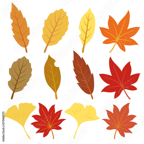 Autumn leaf collection