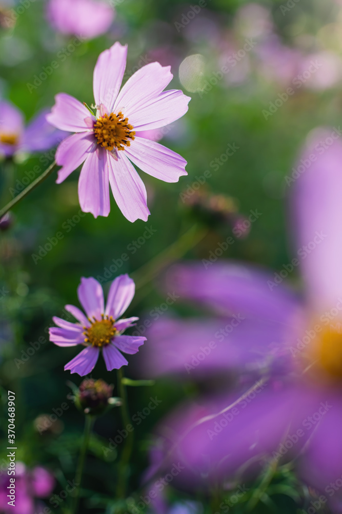 Cosmos flowers on a blurred background.