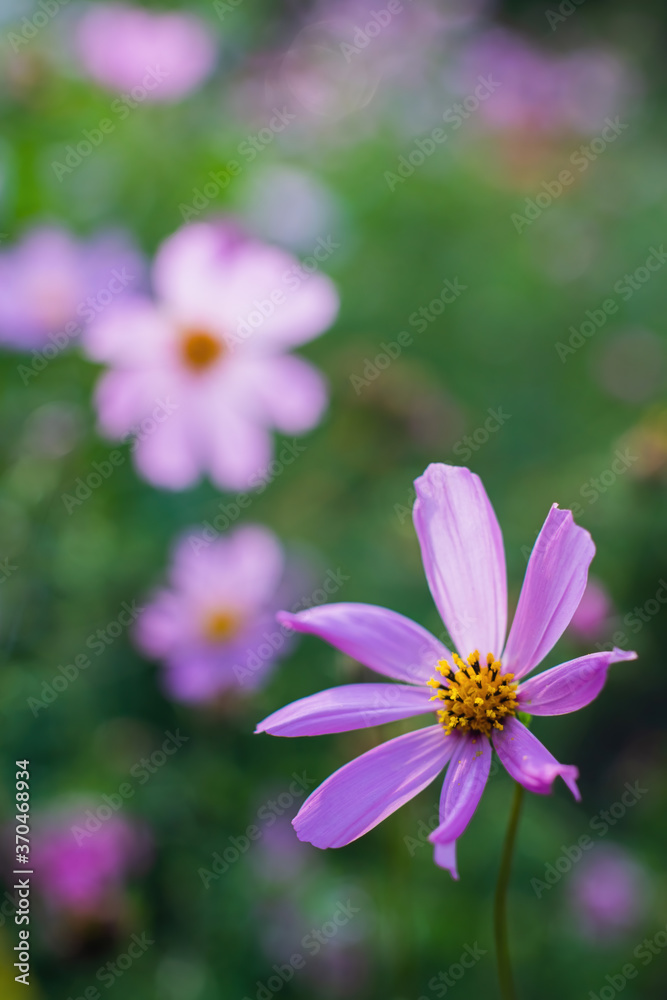 Cosmos flowers on a blurred background. Cosmos flowers on a blurred background.