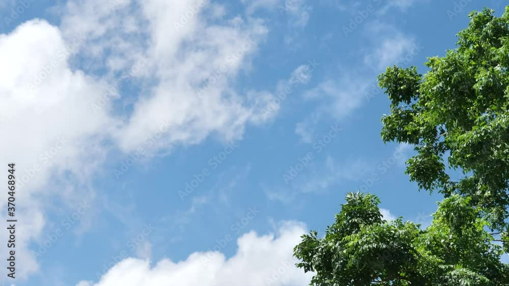 blue sky and white fluffy cloud with green tree leaves fly by strom on cloudscape background