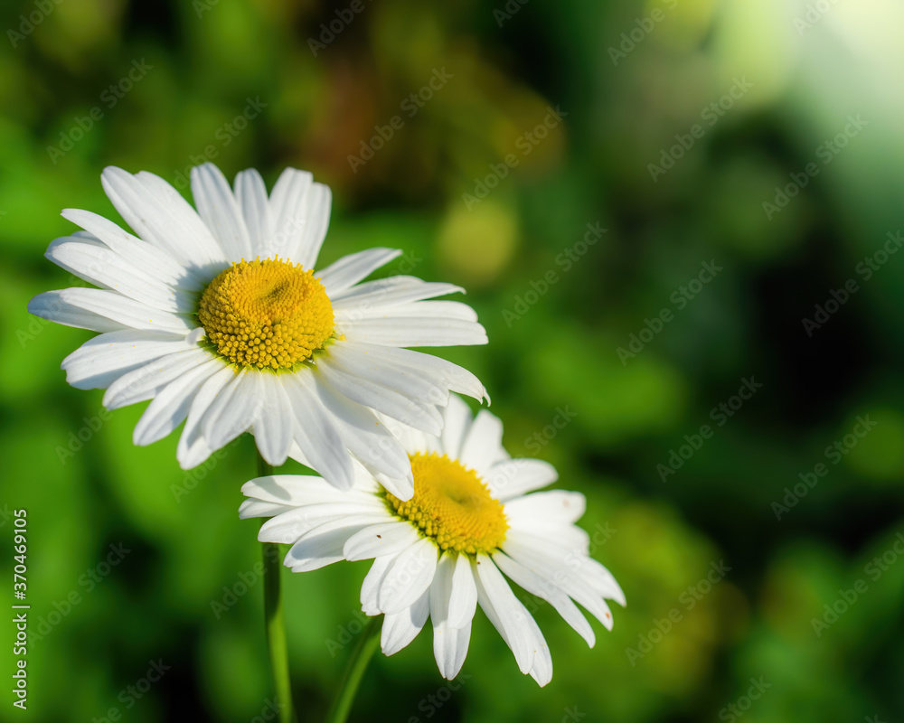 Fototapeta premium Chamomile flower