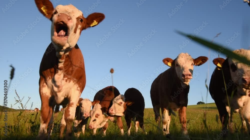 Calfs grazing in high grass. Wide angle perspective on ground level Calfs grazing in high grass. Wide angle perspective on ground level