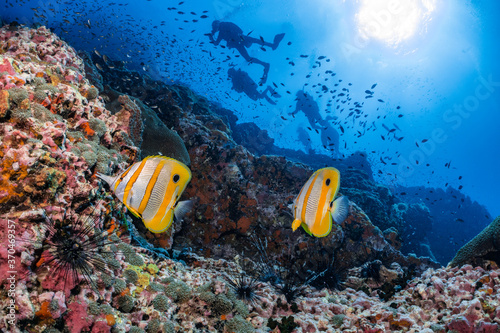 Scuba divers swim through a group of various fish on a coral reef
