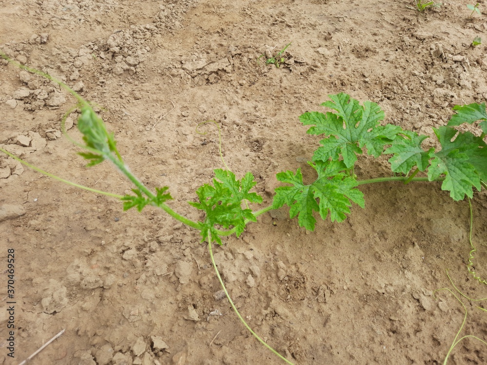 green lace in soil green lace in soil