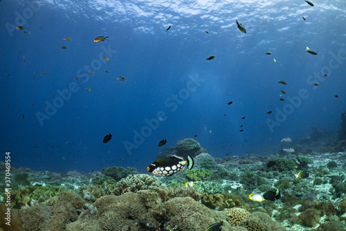 Clown triggerfish and a group of various fish on a coral reef