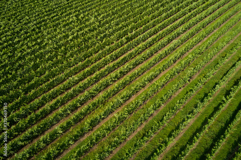 Aerial view of a vineyard. Rows in a vineyard
