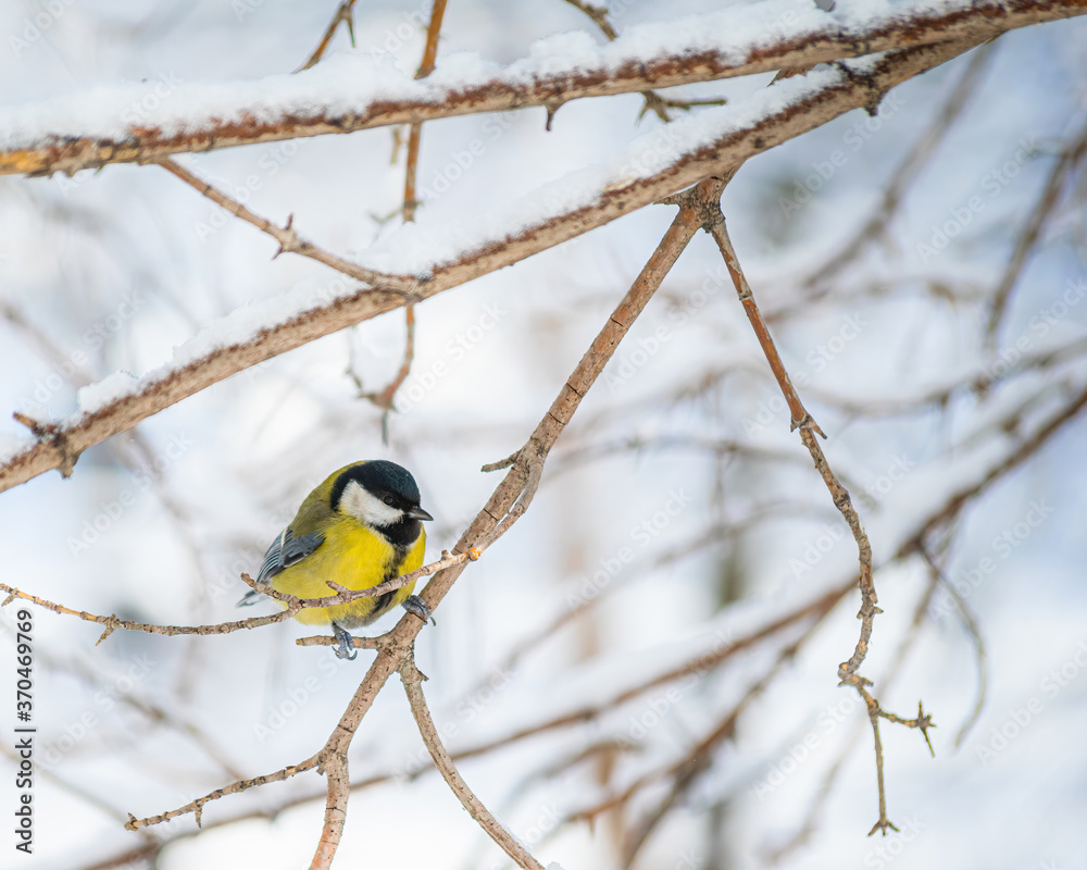 Naklejka premium Titmouse on a snowy winter day