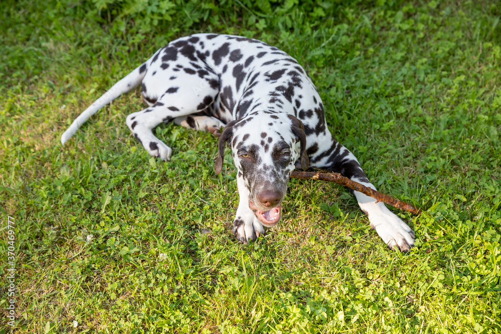 young,beautiful labrador dalmatian dog playing with a stick.Portrait of brown and white dalmatian dog breed lying on a lawn, meadow.puppy resting outdoors in summer