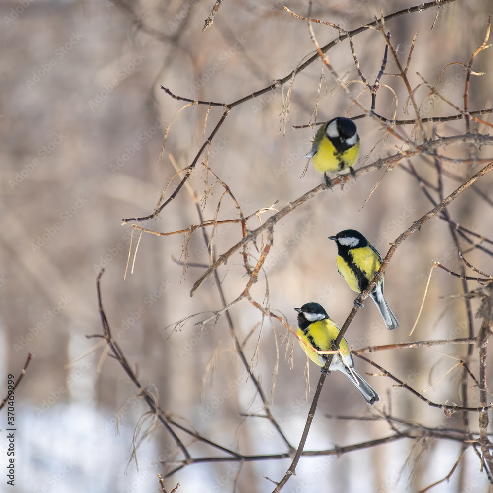 Naklejka premium Titmouse on a snowy winter day