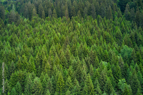 Aerial view of forest during a summer day. Alpine spruce forest on a hill. Plantation of spruce trees. Top down aerial view. Green spruce on the slope aerial view from the side.