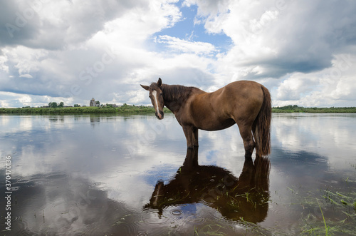 The bay horse is standing in the water. Reflection. Summer in the countryside
 photo