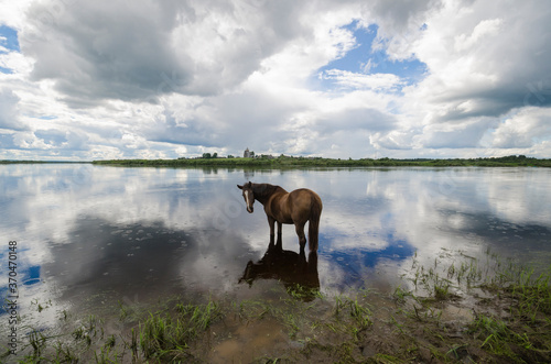 The bay horse is standing in the water. Reflection. Summer in the countryside 