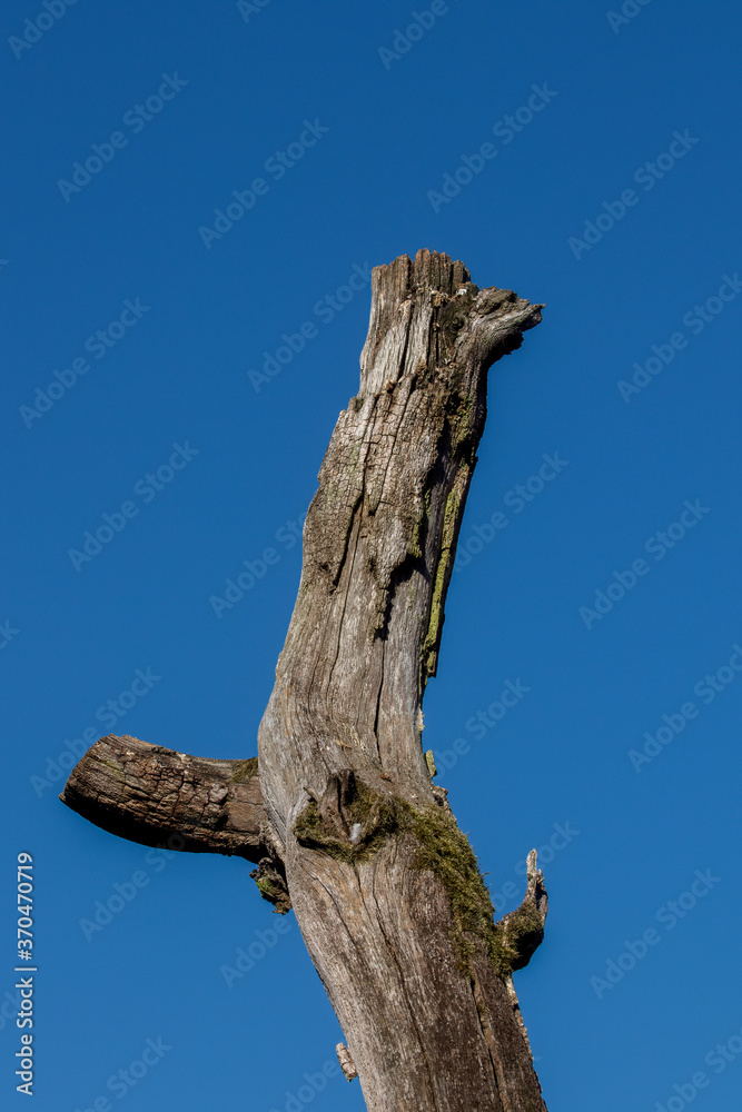 Weathered dead tree trunk against summer blue sky background Weathered dead tree trunk against summer blue sky background
