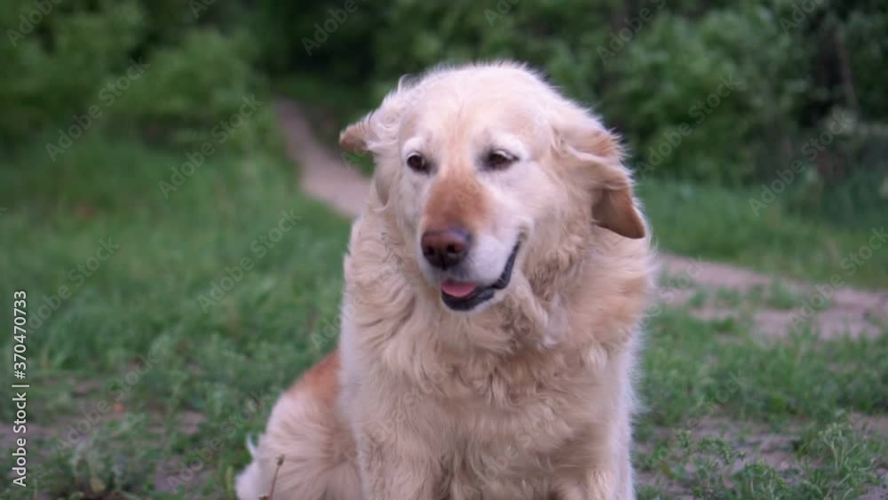 Golden retriever dog resting on green grass in outdoors. Footage in 4K . Golden retriever dog resting on green grass in outdoors. Footage in 4K .