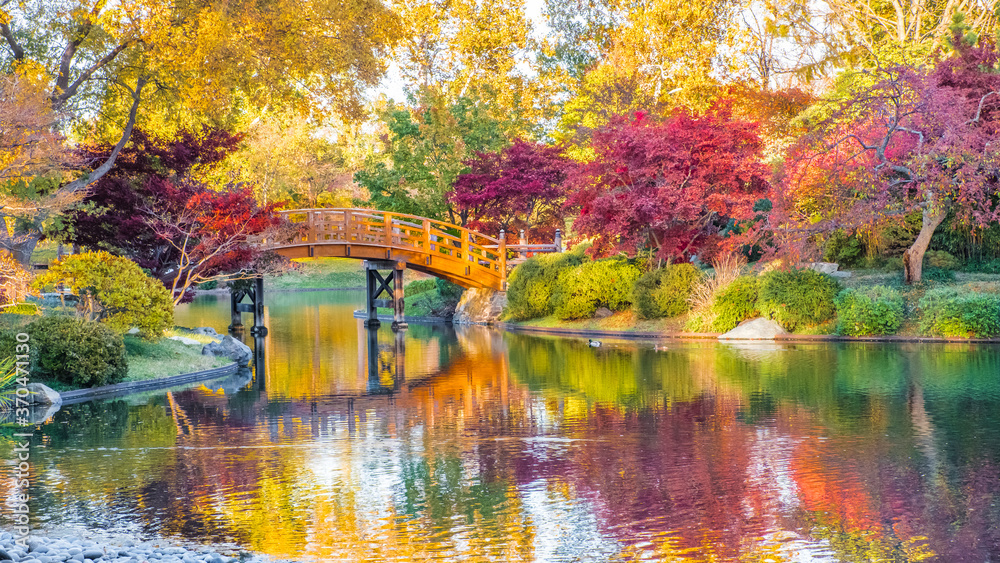 View of beautiful Japanese garden in Midwest, USA,  at sunset in fall; traditional Japanese bridge over pond in the background