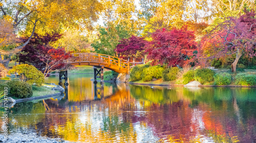 View of beautiful Japanese garden in Midwest, USA, at sunset in fall; traditional Japanese bridge over pond in the background