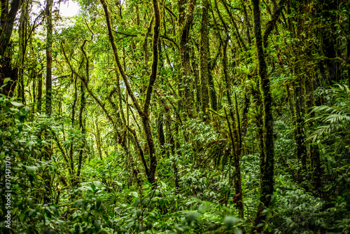 tropical forest on the ascent to Cerro Chato volcano
