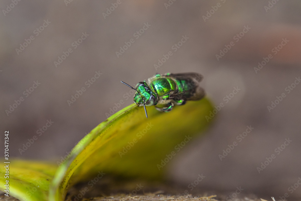 macro photography of spectacular green colored bee in the tropical forest of Cerro Chato volcano