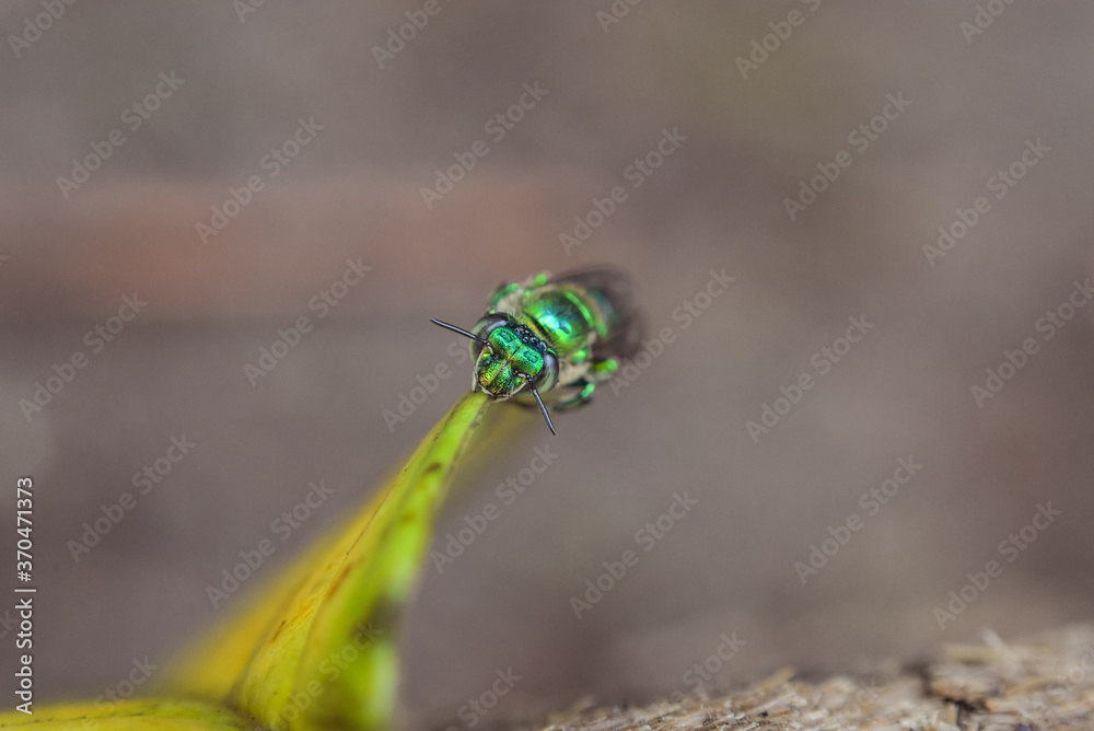 macro photography of spectacular green colored bee in the tropical forest of Cerro Chato volcano