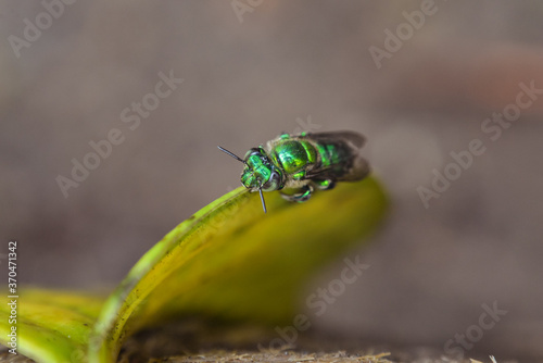 Obraz na płótnie macro photography of spectacular green colored bee in the tropical forest of Cerro Chato volcano w salonie