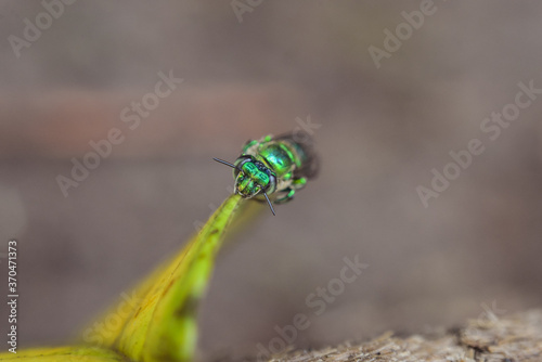 Obraz na płótnie macro photography of spectacular green colored bee in the tropical forest of Cerro Chato volcano w salonie