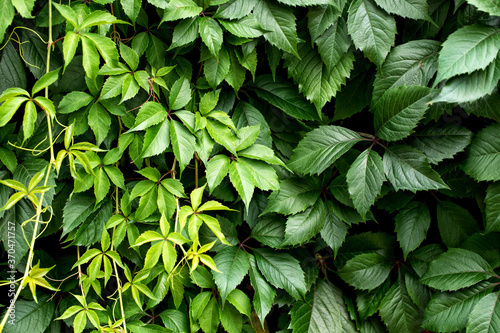 foliage plant background. hedge wall of green leaves. photo