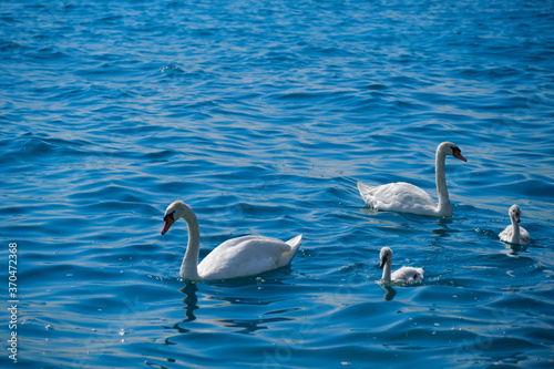 Family of swans slowly swim on blue water close-up photo