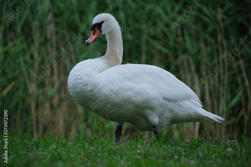 White swan on a background of green grass, close-up