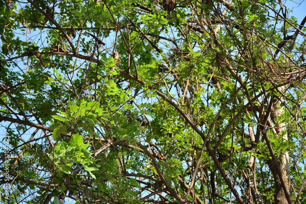 Green tree leaves on tree branches Green tree leaves on tree branches